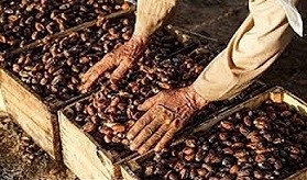 تصویر 1 از خرید خرما استعمران صادراتی + قیمت فروش استثنایی